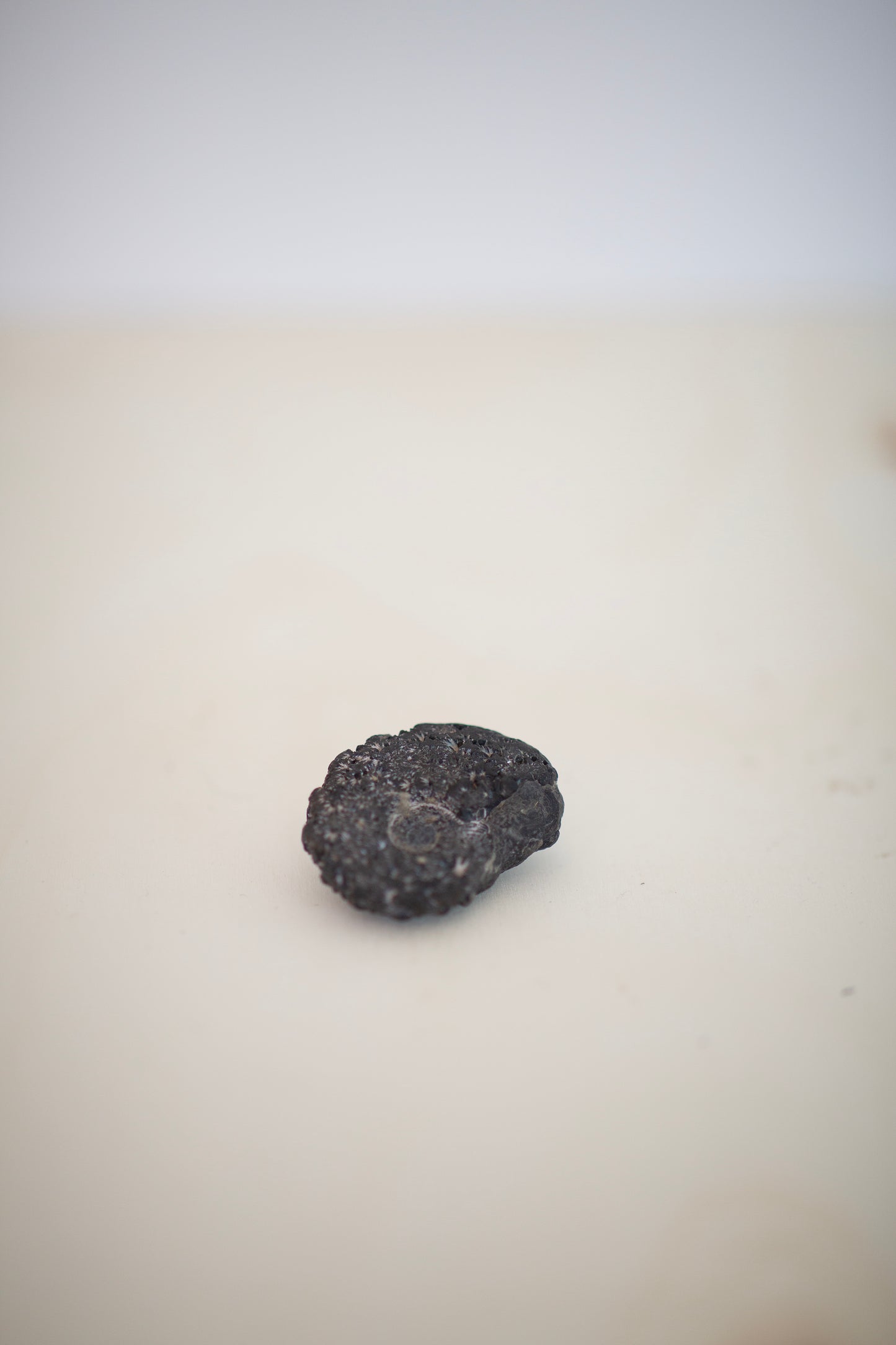 small Ammonite fossil