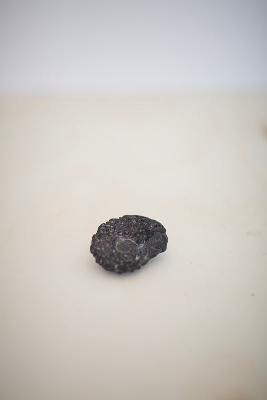 small Ammonite fossil