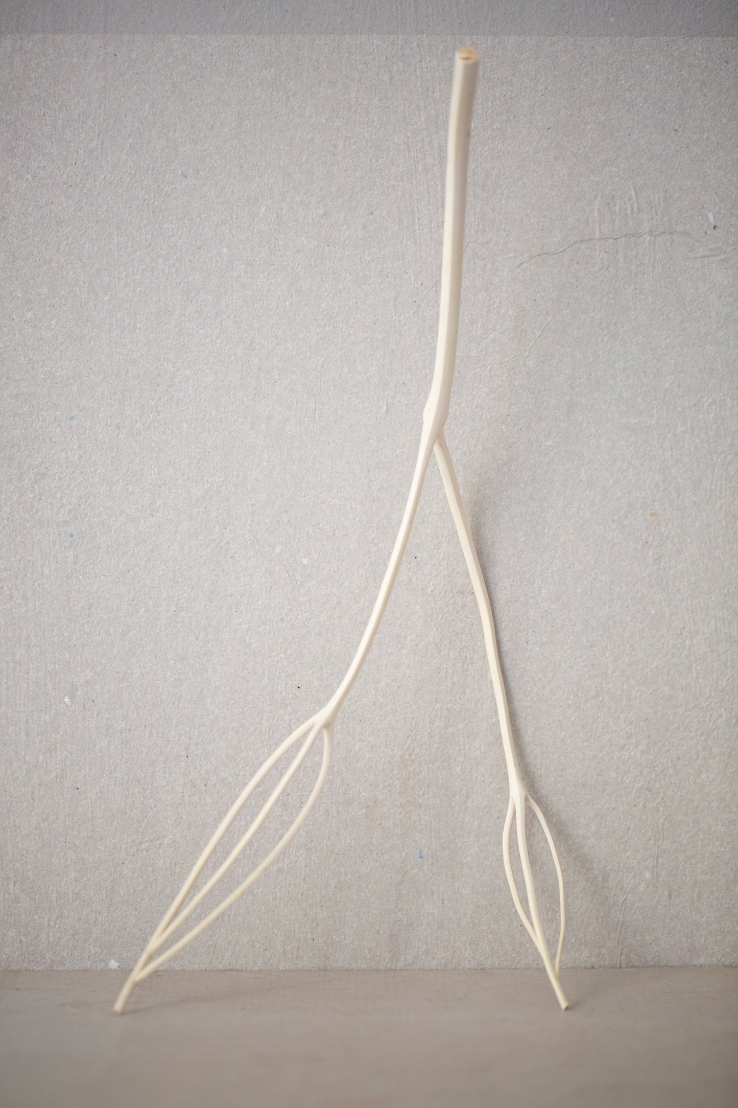 A branch