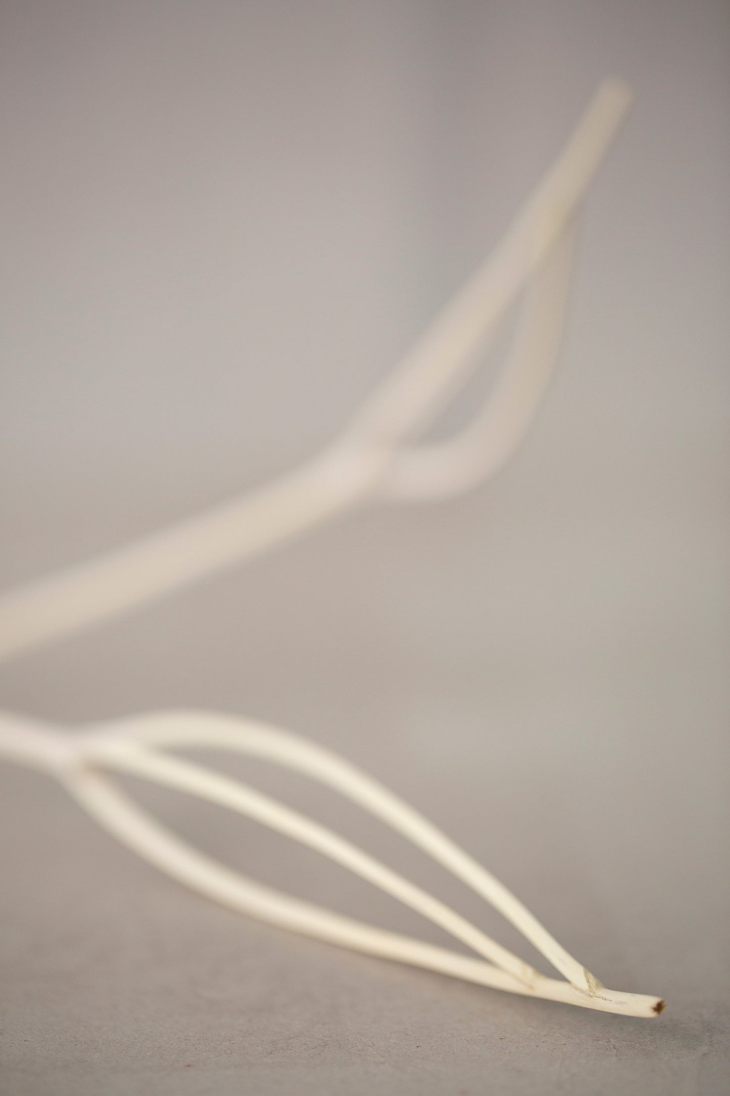 A branch