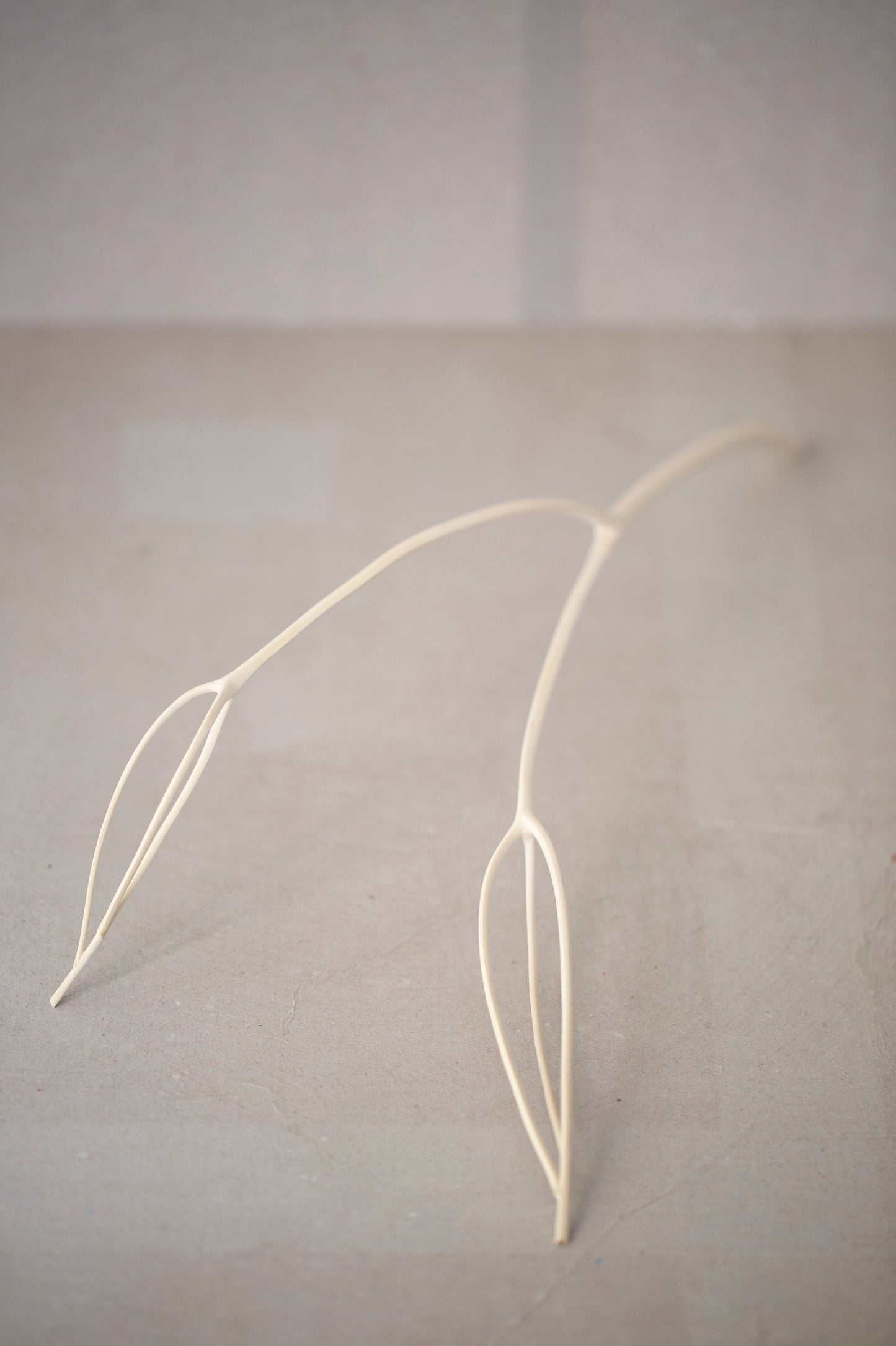 A branch