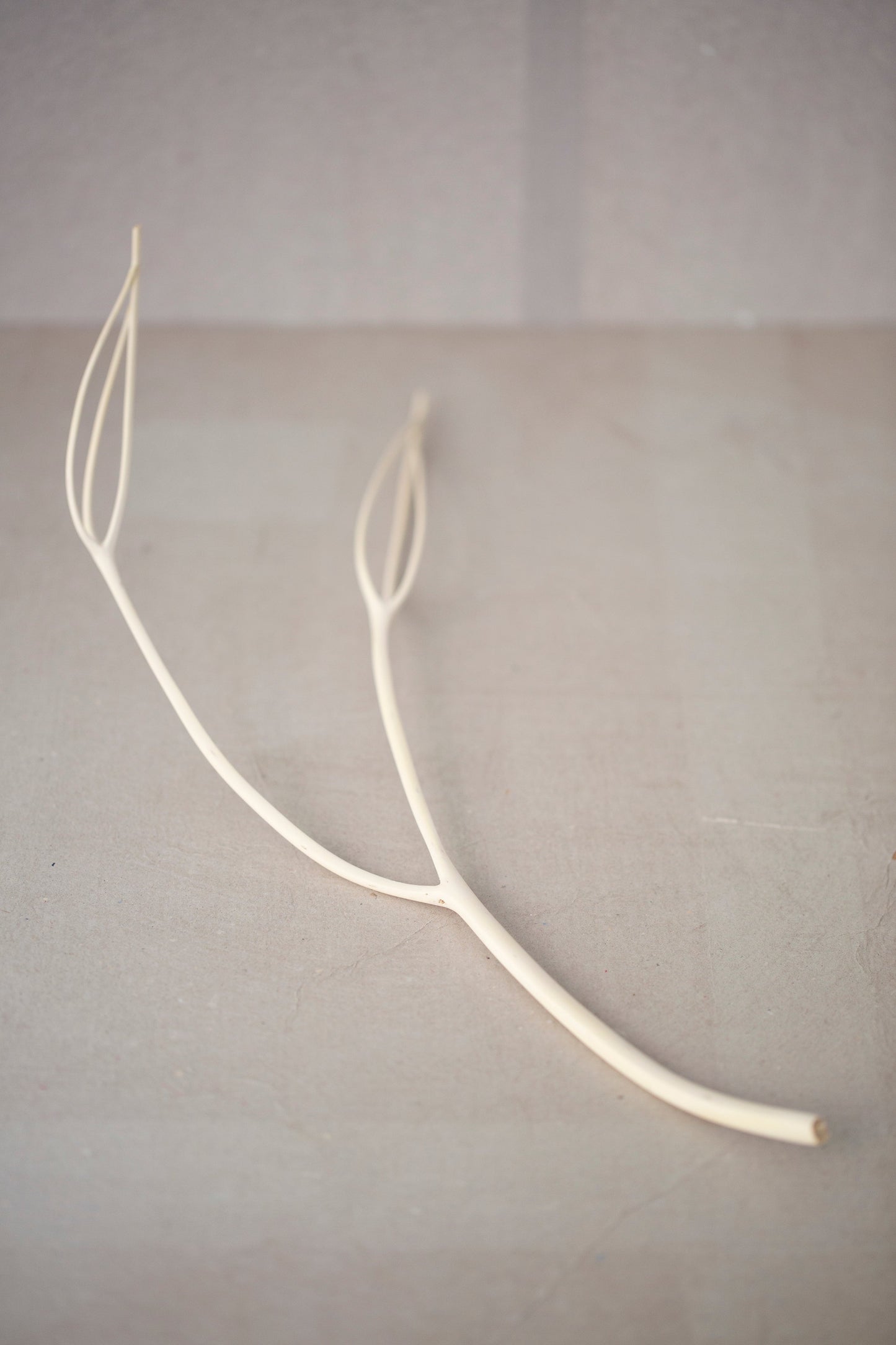 A branch