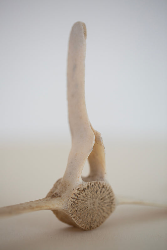 Dolphin Vertebrae