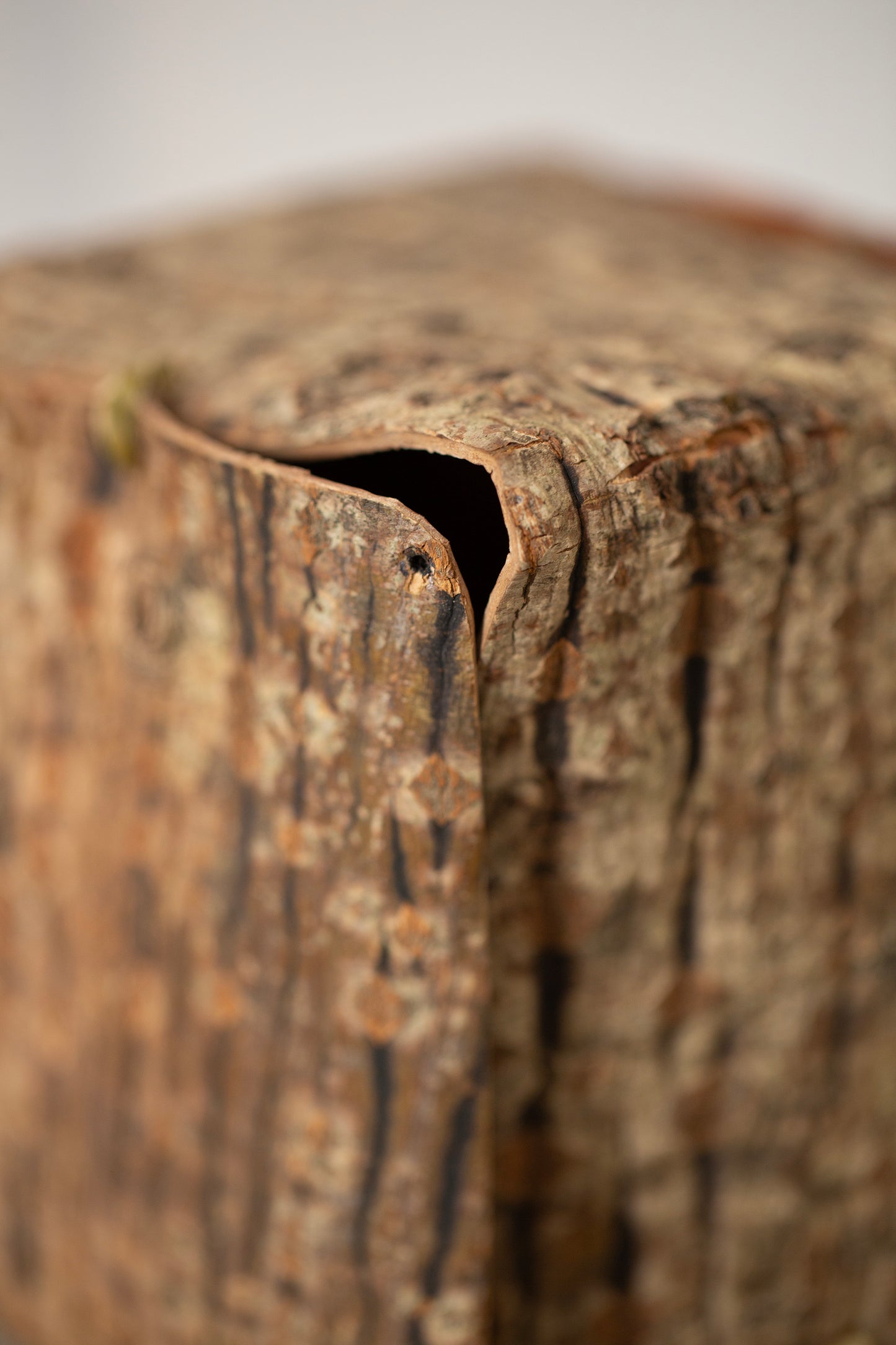 Japanese red vein maple tree bark cube sculpture