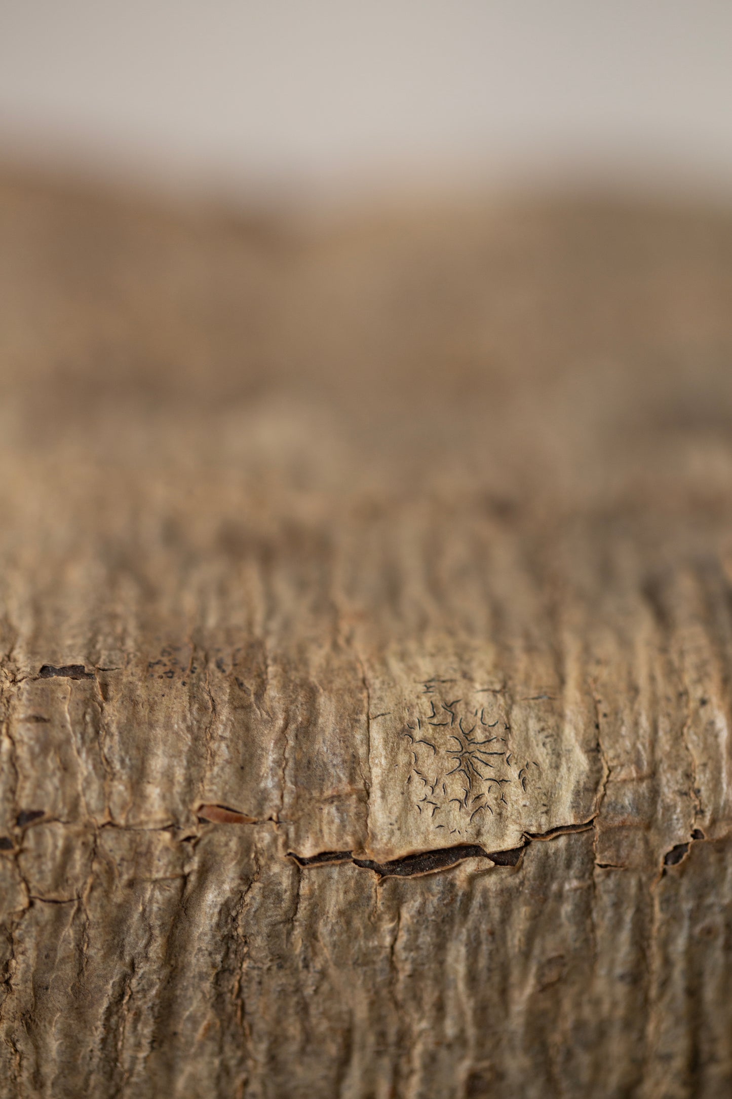 Japanese wallnut bark cube sculpture