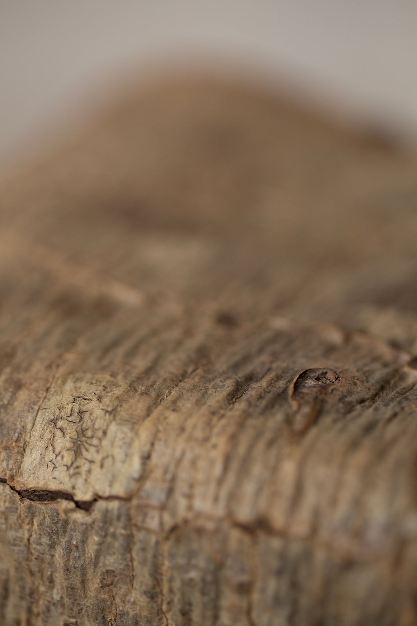 Japanese wallnut bark cube sculpture