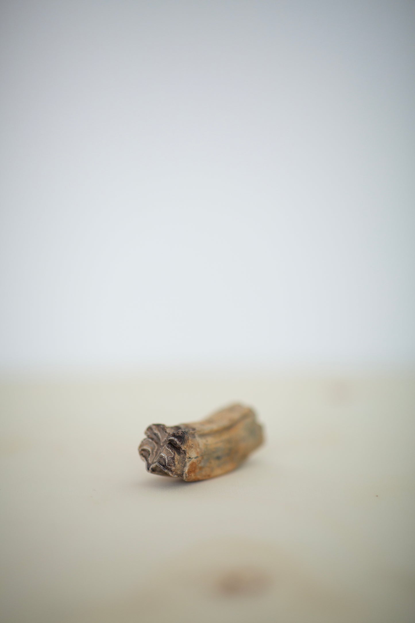 horse tooth
